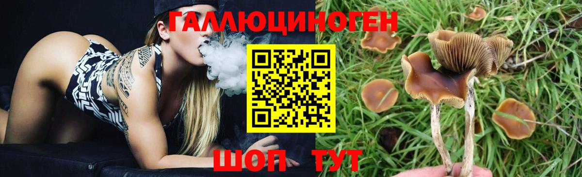 Иваново  Галлюциногенные грибы Psilocybe  Вход с VPN 